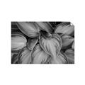 Picture of Chinese Evergreen  _GroupedProduct_Rectangle_Landscape_Photography _GroupedProduct_Rectangle_Landscape_Unframed_Print_Only_