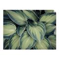 Picture of Chinese Evergreen  _GroupedProduct_Rectangle_Landscape_Photography _GroupedProduct_Rectangle_Landscape_Unframed_Print_Only_