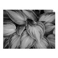 Picture of Chinese Evergreen  _GroupedProduct_Rectangle_Landscape_Photography _GroupedProduct_Rectangle_Landscape_Unframed_Print_Only_