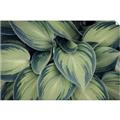 Picture of Chinese Evergreen  _GroupedProduct_Rectangle_Landscape_Photography _GroupedProduct_Rectangle_Landscape_Unframed_Print_Only_