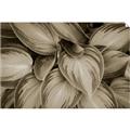 Picture of Chinese Evergreen  _GroupedProduct_Rectangle_Landscape_Photography _GroupedProduct_Rectangle_Landscape_Unframed_Print_Only_