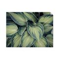 Picture of Chinese Evergreen  _GroupedProduct_Rectangle_Landscape_Photography _GroupedProduct_Rectangle_Landscape_Unframed_Print_Only_