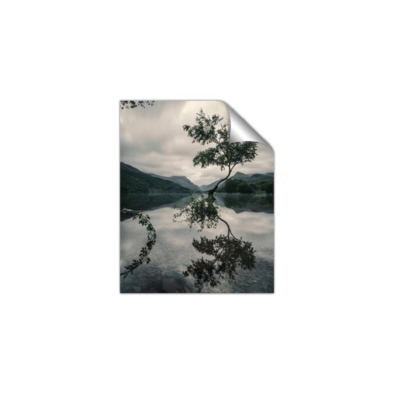 Picture of Tree Reflection _GroupedProduct_Rectangle_Portrait_Photography _GroupedProduct_Rectangle_Portrait_Unframed_Print_Only_