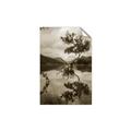 Picture of Tree Reflection _GroupedProduct_Rectangle_Portrait_Photography _GroupedProduct_Rectangle_Portrait_Unframed_Print_Only_