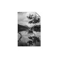 Picture of Tree Reflection _GroupedProduct_Rectangle_Portrait_Photography _GroupedProduct_Rectangle_Portrait_Unframed_Print_Only_