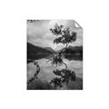Picture of Tree Reflection _GroupedProduct_Rectangle_Portrait_Photography _GroupedProduct_Rectangle_Portrait_Unframed_Print_Only_