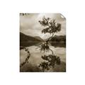 Picture of Tree Reflection _GroupedProduct_Rectangle_Portrait_Photography _GroupedProduct_Rectangle_Portrait_Unframed_Print_Only_