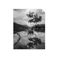 Picture of Tree Reflection _GroupedProduct_Rectangle_Portrait_Photography _GroupedProduct_Rectangle_Portrait_Unframed_Print_Only_