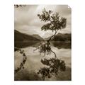 Picture of Tree Reflection _GroupedProduct_Rectangle_Portrait_Photography _GroupedProduct_Rectangle_Portrait_Unframed_Print_Only_