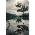 Picture of Tree Reflection _GroupedProduct_Rectangle_Portrait_Photography _GroupedProduct_Rectangle_Portrait_Unframed_Print_Only_