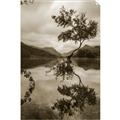 Picture of Tree Reflection _GroupedProduct_Rectangle_Portrait_Photography _GroupedProduct_Rectangle_Portrait_Unframed_Print_Only_