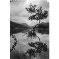 Picture of Tree Reflection _GroupedProduct_Rectangle_Portrait_Photography _GroupedProduct_Rectangle_Portrait_Unframed_Print_Only_