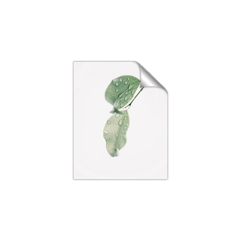 Picture of Dewey leaves _GroupedProduct_Rectangle_Portrait_Photography _GroupedProduct_Rectangle_Portrait_Unframed_Print_Only_