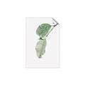 Picture of Dewey leaves _GroupedProduct_Rectangle_Portrait_Photography _GroupedProduct_Rectangle_Portrait_Unframed_Print_Only_