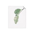 Picture of Dewey leaves _GroupedProduct_Rectangle_Portrait_Photography _GroupedProduct_Rectangle_Portrait_Unframed_Print_Only_
