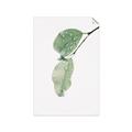 Picture of Dewey leaves _GroupedProduct_Rectangle_Portrait_Photography _GroupedProduct_Rectangle_Portrait_Unframed_Print_Only_