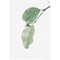 Picture of Dewey leaves _GroupedProduct_Rectangle_Portrait_Photography _GroupedProduct_Rectangle_Portrait_Unframed_Print_Only_