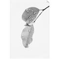Picture of Dewey leaves _GroupedProduct_Rectangle_Portrait_Photography _GroupedProduct_Rectangle_Portrait_Unframed_Print_Only_