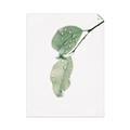 Picture of Dewey leaves _GroupedProduct_Rectangle_Portrait_Photography _GroupedProduct_Rectangle_Portrait_Unframed_Print_Only_