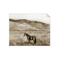 Picture of Mustard Grass Horse _GroupedProduct_Rectangle_Landscape_Photography _GroupedProduct_Rectangle_Landscape_Unframed_Print_Only_