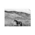 Picture of Mustard Grass Horse _GroupedProduct_Rectangle_Landscape_Photography _GroupedProduct_Rectangle_Landscape_Unframed_Print_Only_