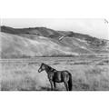 Picture of Mustard Grass Horse _GroupedProduct_Rectangle_Landscape_Photography _GroupedProduct_Rectangle_Landscape_Unframed_Print_Only_