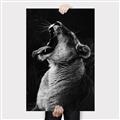 Picture of Yawning lion _GroupedProduct_Rectangle_Portrait_Photography _GroupedProduct_Rectangle_Portrait_Canvas_
