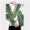 Picture of Banana Plant _GroupedProduct_Rectangle_Portrait_Photography _GroupedProduct_Rectangle_Portrait_Canvas_