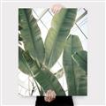 Picture of Banana Plant _GroupedProduct_Rectangle_Portrait_Photography _GroupedProduct_Rectangle_Portrait_Canvas_