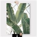 Picture of Banana Plant _GroupedProduct_Rectangle_Portrait_Photography _GroupedProduct_Rectangle_Portrait_Canvas_