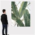 Picture of Banana Plant _GroupedProduct_Rectangle_Portrait_Photography _GroupedProduct_Rectangle_Portrait_Canvas_