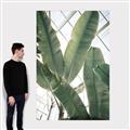 Picture of Banana Plant _GroupedProduct_Rectangle_Portrait_Photography _GroupedProduct_Rectangle_Portrait_Canvas_