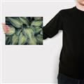 Picture of Chinese Evergreen  _GroupedProduct_Rectangle_Landscape_Photography _GroupedProduct_Rectangle_Landscape_Canvas_