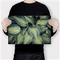 Picture of Chinese Evergreen  _GroupedProduct_Rectangle_Landscape_Photography _GroupedProduct_Rectangle_Landscape_Canvas_
