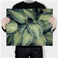 Picture of Chinese Evergreen  _GroupedProduct_Rectangle_Landscape_Photography _GroupedProduct_Rectangle_Landscape_Canvas_