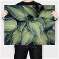 Picture of Chinese Evergreen  _GroupedProduct_Rectangle_Landscape_Photography _GroupedProduct_Rectangle_Landscape_Canvas_