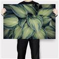 Picture of Chinese Evergreen  _GroupedProduct_Rectangle_Landscape_Photography _GroupedProduct_Rectangle_Landscape_Canvas_