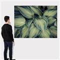 Picture of Chinese Evergreen  _GroupedProduct_Rectangle_Landscape_Photography _GroupedProduct_Rectangle_Landscape_Canvas_