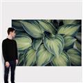 Picture of Chinese Evergreen  _GroupedProduct_Rectangle_Landscape_Photography _GroupedProduct_Rectangle_Landscape_Canvas_