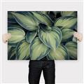 Picture of Chinese Evergreen  _GroupedProduct_Rectangle_Landscape_Photography _GroupedProduct_Rectangle_Landscape_Canvas_