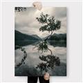Picture of Tree Reflection _GroupedProduct_Rectangle_Portrait_Photography _GroupedProduct_Rectangle_Portrait_Canvas_