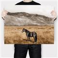 Picture of Mustard Grass Horse _GroupedProduct_Rectangle_Landscape_Photography _GroupedProduct_Rectangle_Landscape_Canvas_