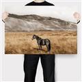 Picture of Mustard Grass Horse _GroupedProduct_Rectangle_Landscape_Photography _GroupedProduct_Rectangle_Landscape_Canvas_
