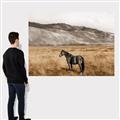 Picture of Mustard Grass Horse _GroupedProduct_Rectangle_Landscape_Photography _GroupedProduct_Rectangle_Landscape_Canvas_