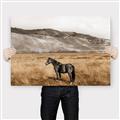 Picture of Mustard Grass Horse _GroupedProduct_Rectangle_Landscape_Photography _GroupedProduct_Rectangle_Landscape_Canvas_