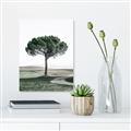 Picture of The Only Tree _GroupedProduct_Rectangle_Portrait_Photography _GroupedProduct_Rectangle_Portrait_Canvas_