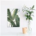 Picture of Banana Plant _GroupedProduct_Rectangle_Portrait_Photography _GroupedProduct_Rectangle_Portrait_Canvas_