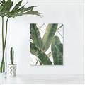 Picture of Banana Plant _GroupedProduct_Rectangle_Portrait_Photography _GroupedProduct_Rectangle_Portrait_Canvas_
