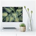 Picture of Chinese Evergreen  _GroupedProduct_Rectangle_Landscape_Photography _GroupedProduct_Rectangle_Landscape_Canvas_