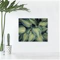 Picture of Chinese Evergreen  _GroupedProduct_Rectangle_Landscape_Photography _GroupedProduct_Rectangle_Landscape_Canvas_